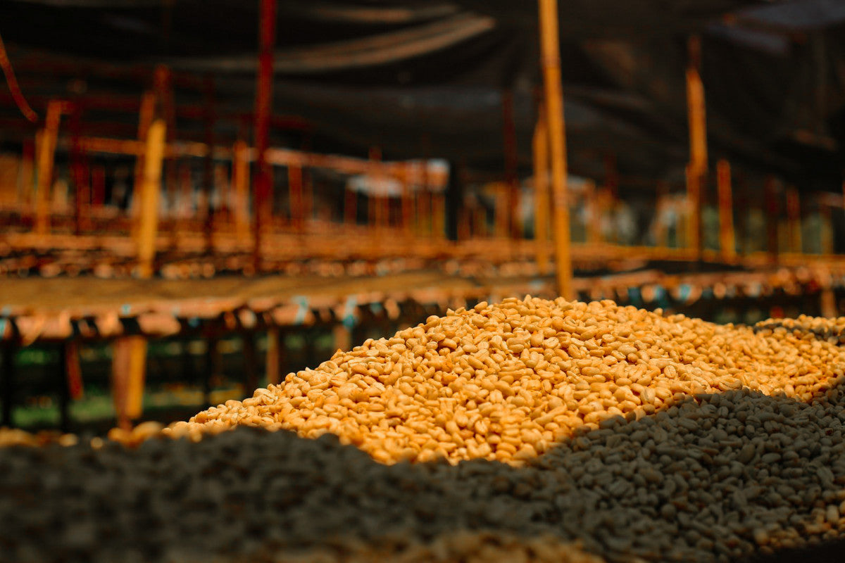 Aricha - Ethiopia