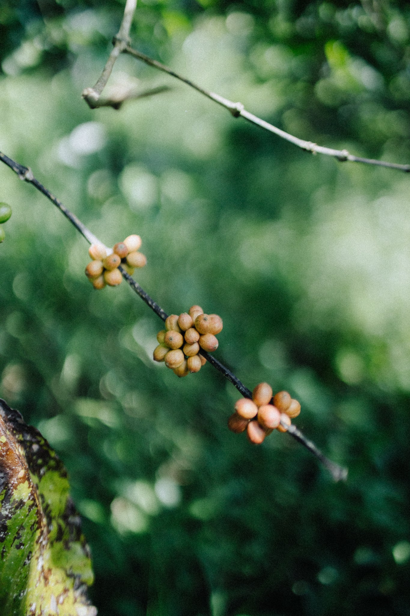 Pegasing - Indonesia