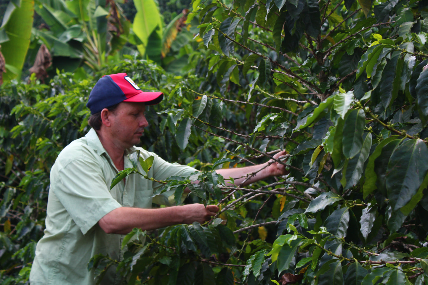Finca Gonzalo - Honduras