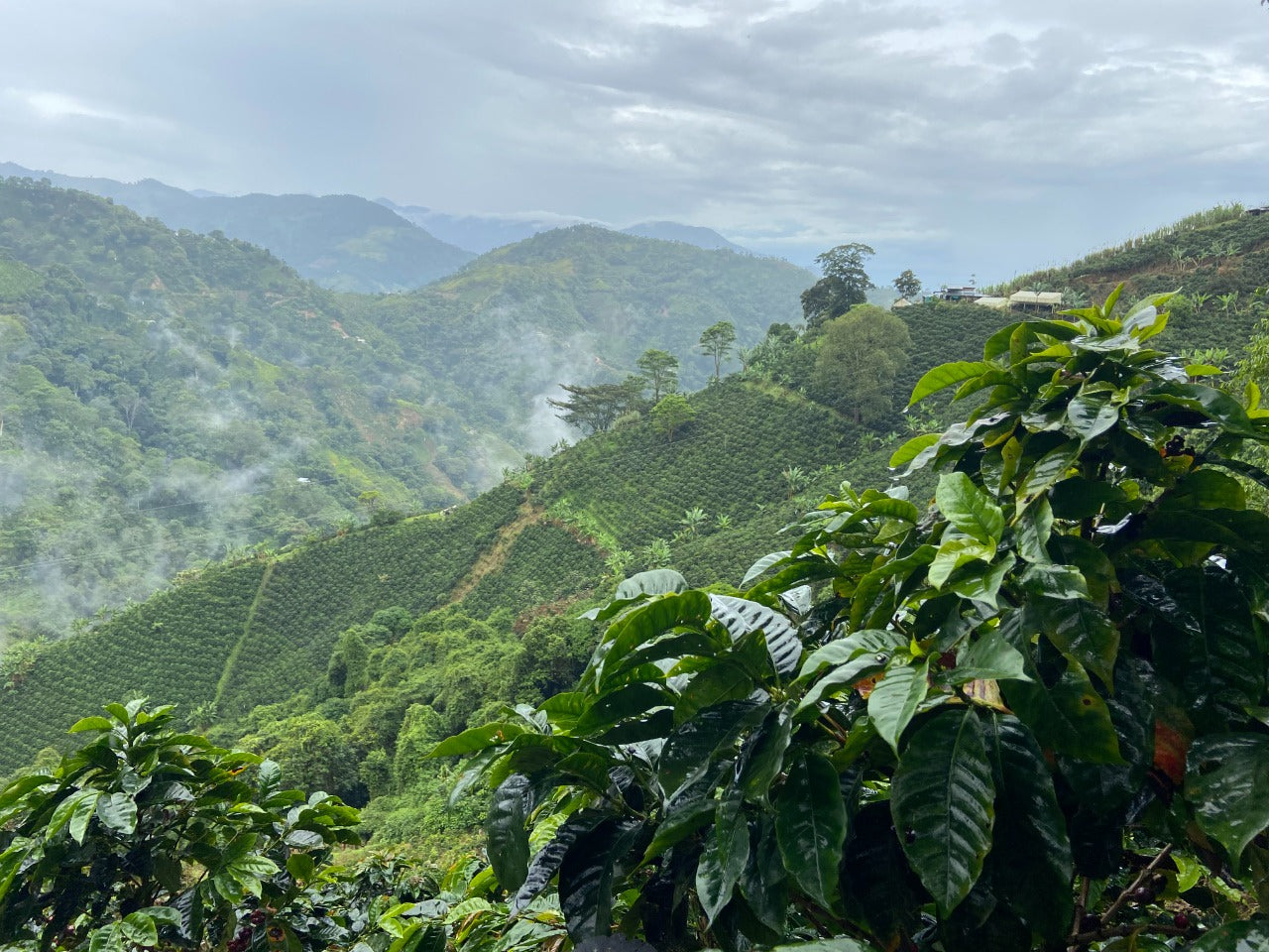 Leonide Rayo - Colombia

