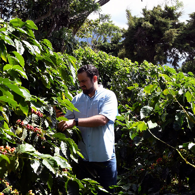 San Francisco (Honey SB) - El Salvador